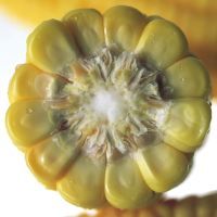 Corn is offered as a side dish 